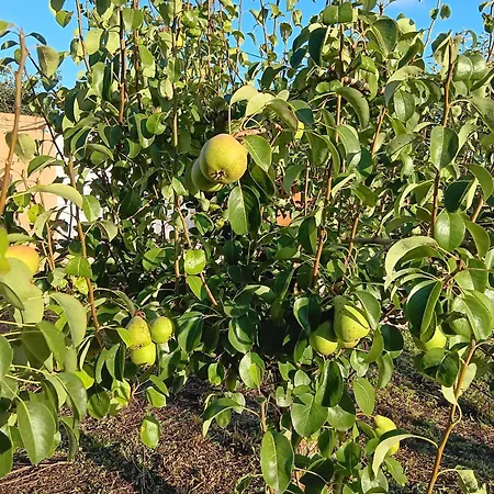 Casa Com Arte - With Swimming Pool Vakantiehuis Vermelha